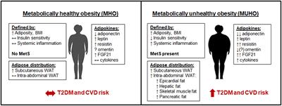 Adipose Tissue Distribution, Inflammation and Its Metabolic Consequences, Including Diabetes and Cardiovascular Disease